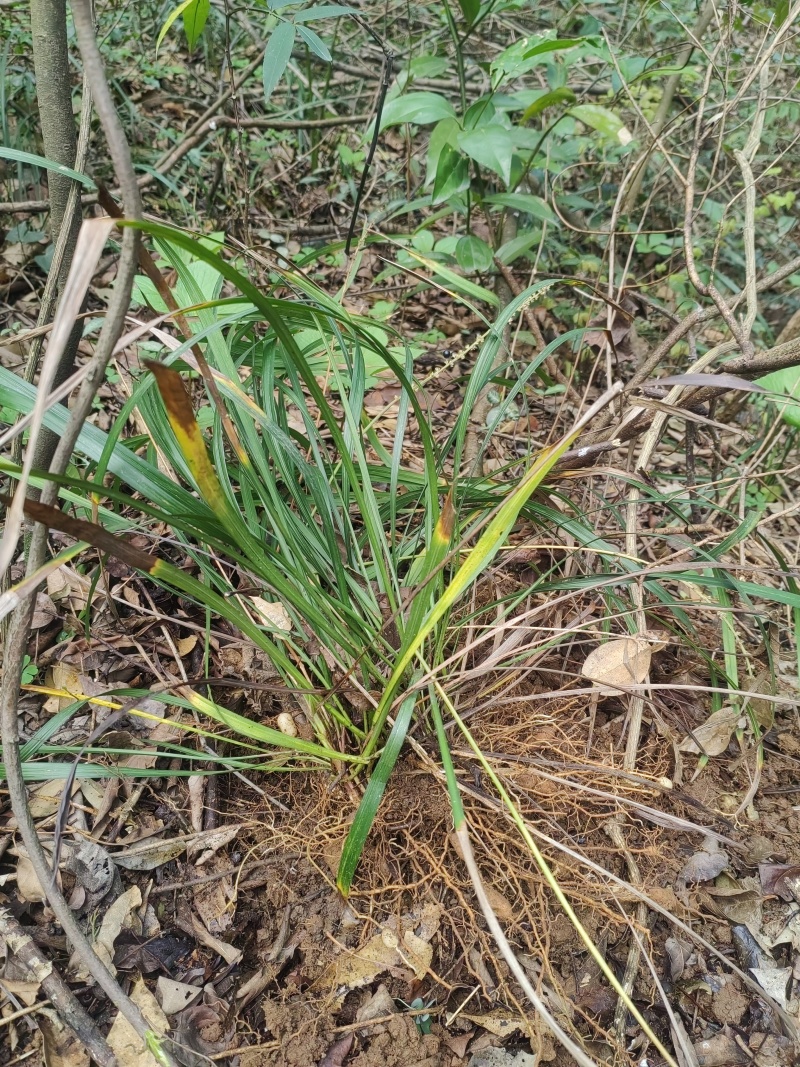 野生麦冬
