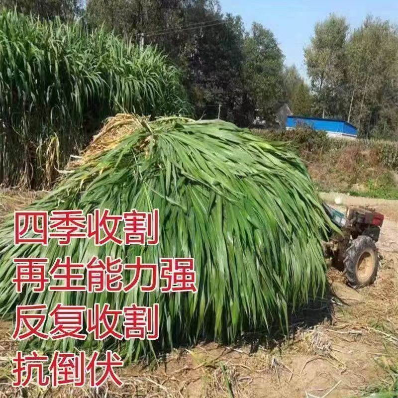 甜高粱种子冻不死牧草种籽四季长青大叶无毛多年生养殖牛羊猪