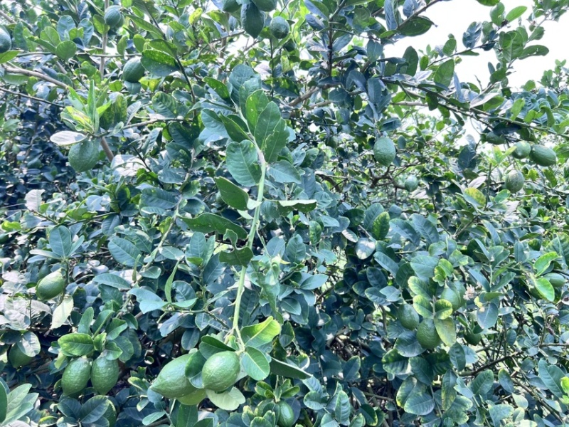 广东香水柠檬
