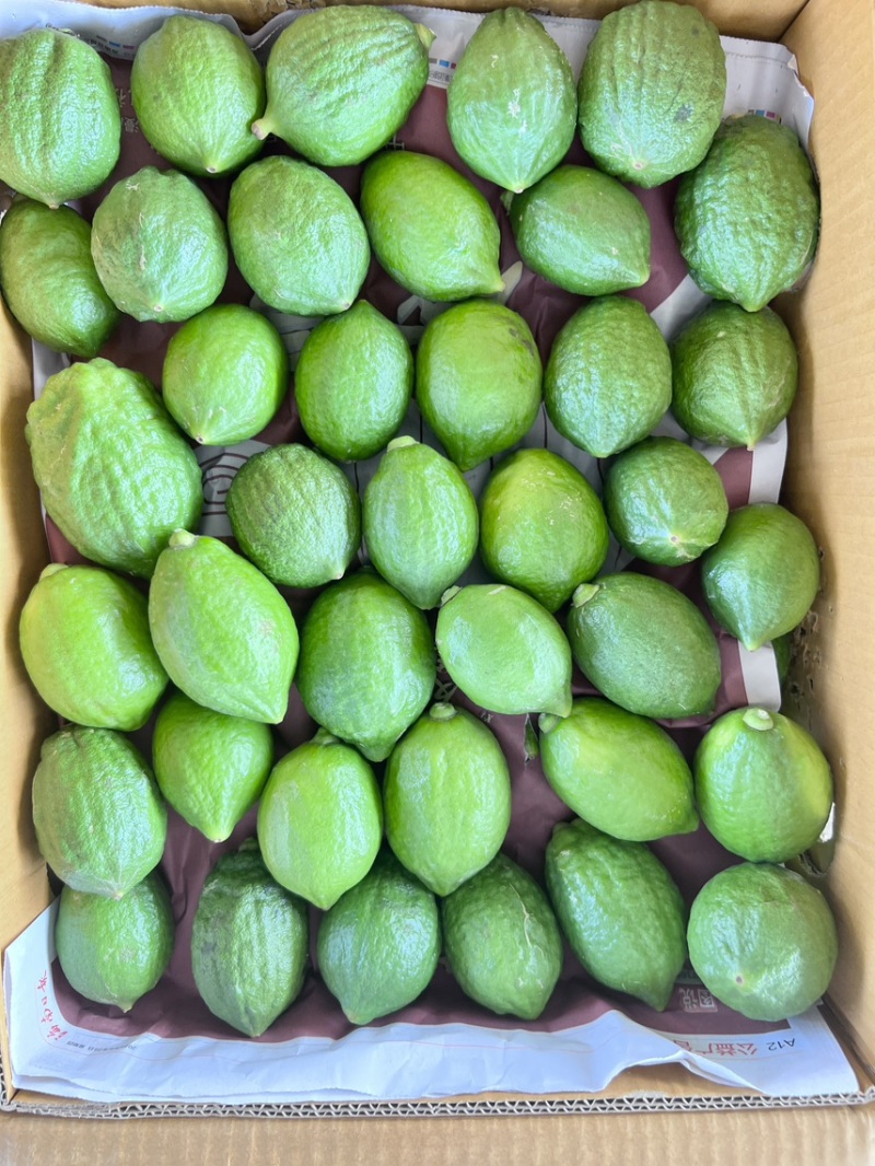 广东香水柠檬