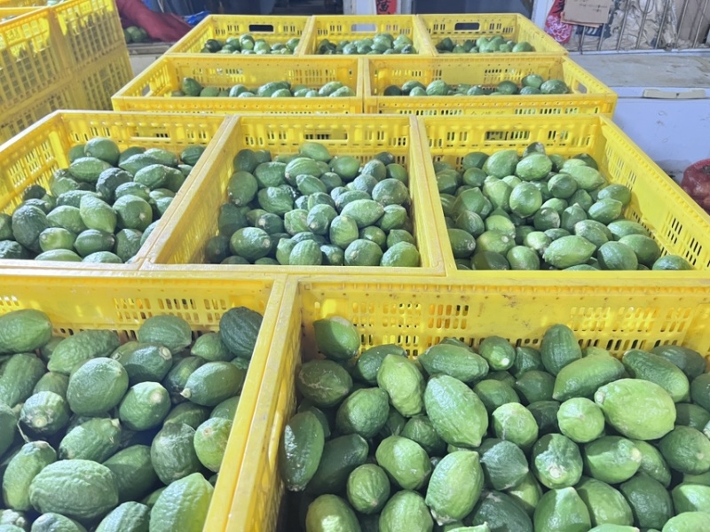 广东香水柠檬