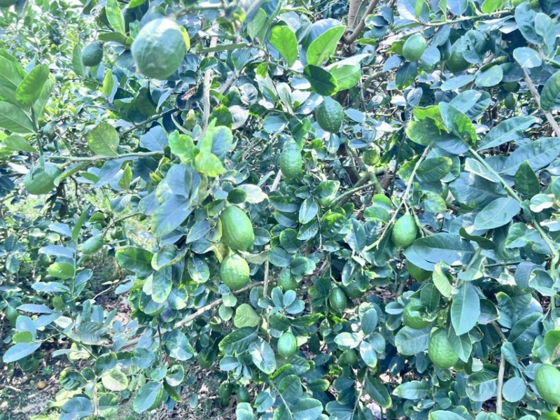 广东香水柠檬