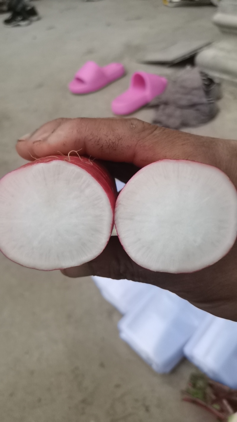 水萝卜，红皮萝卜，热萝卜，水晶萝卜