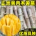 华南9号黄肉木薯杆木薯苗黄心木薯种