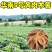 华南9号黄肉木薯苗黄心木薯种苗