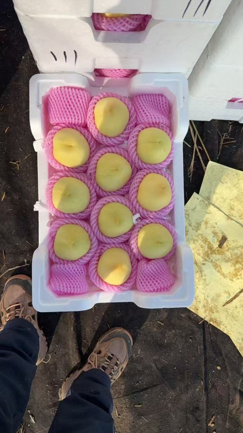 江苏徐州新沂水蜜桃，果肉细腻，核小肉厚水蜜桃