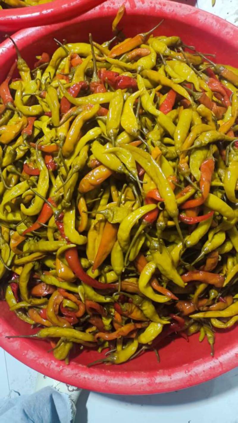 泡椒酸辣椒泡菜厂直供产地直发一手货源