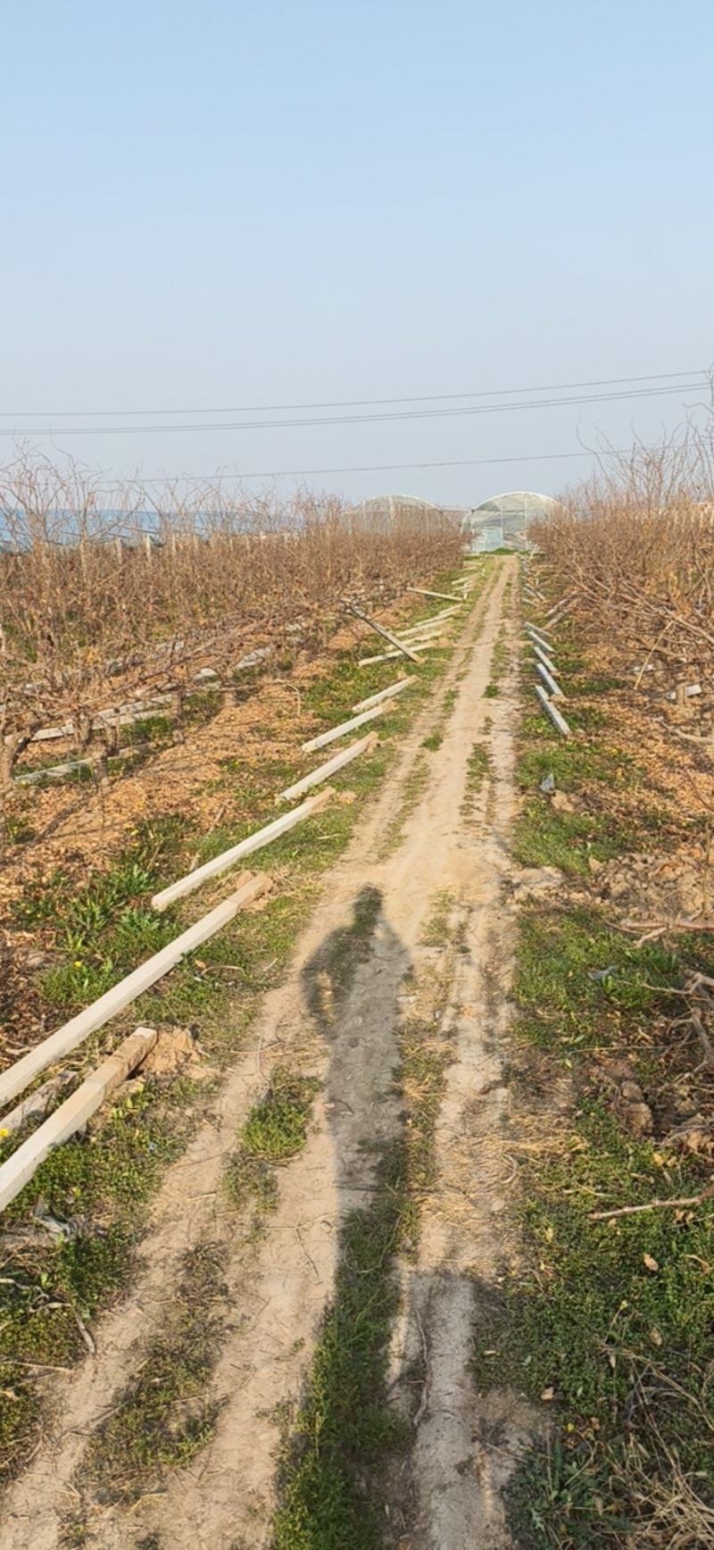 出售占地冬枣大树，