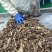 【熟牛头肉】五香牛头拆骨肉