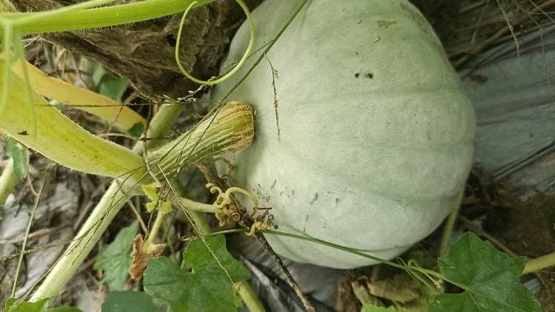 银栗南瓜