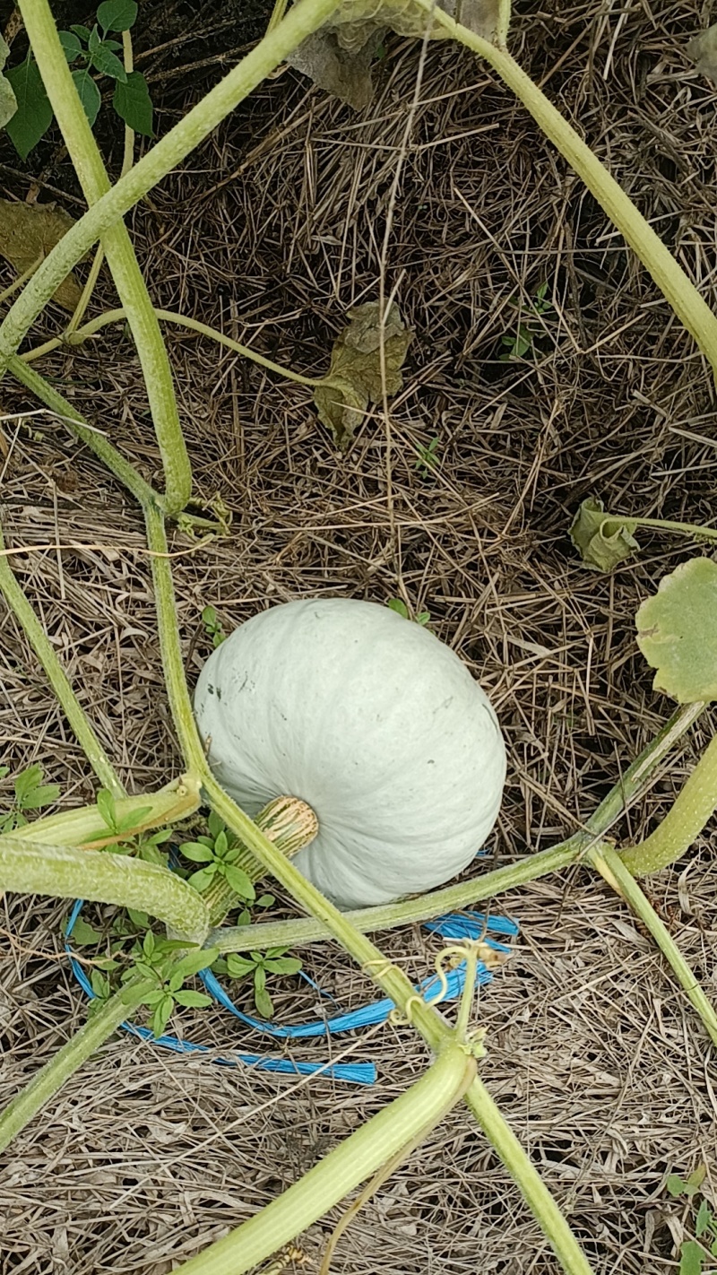 银栗南瓜
