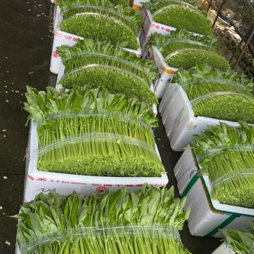 南京精品水空心菜，自产自销，脆嫩无老梗！