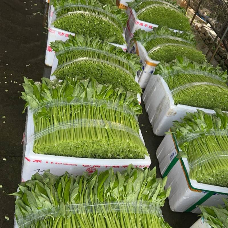 南京精品水空心菜，自产自销，脆嫩无老梗！