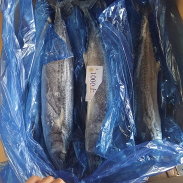 大号马鲛鱼鲅鱼2斤+/条