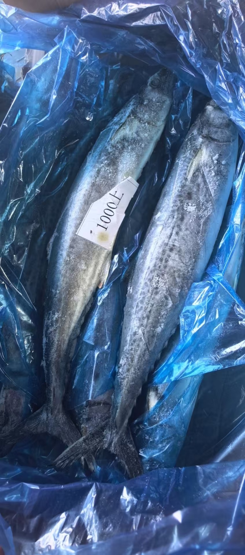 大号马鲛鱼鲅鱼2斤+/条