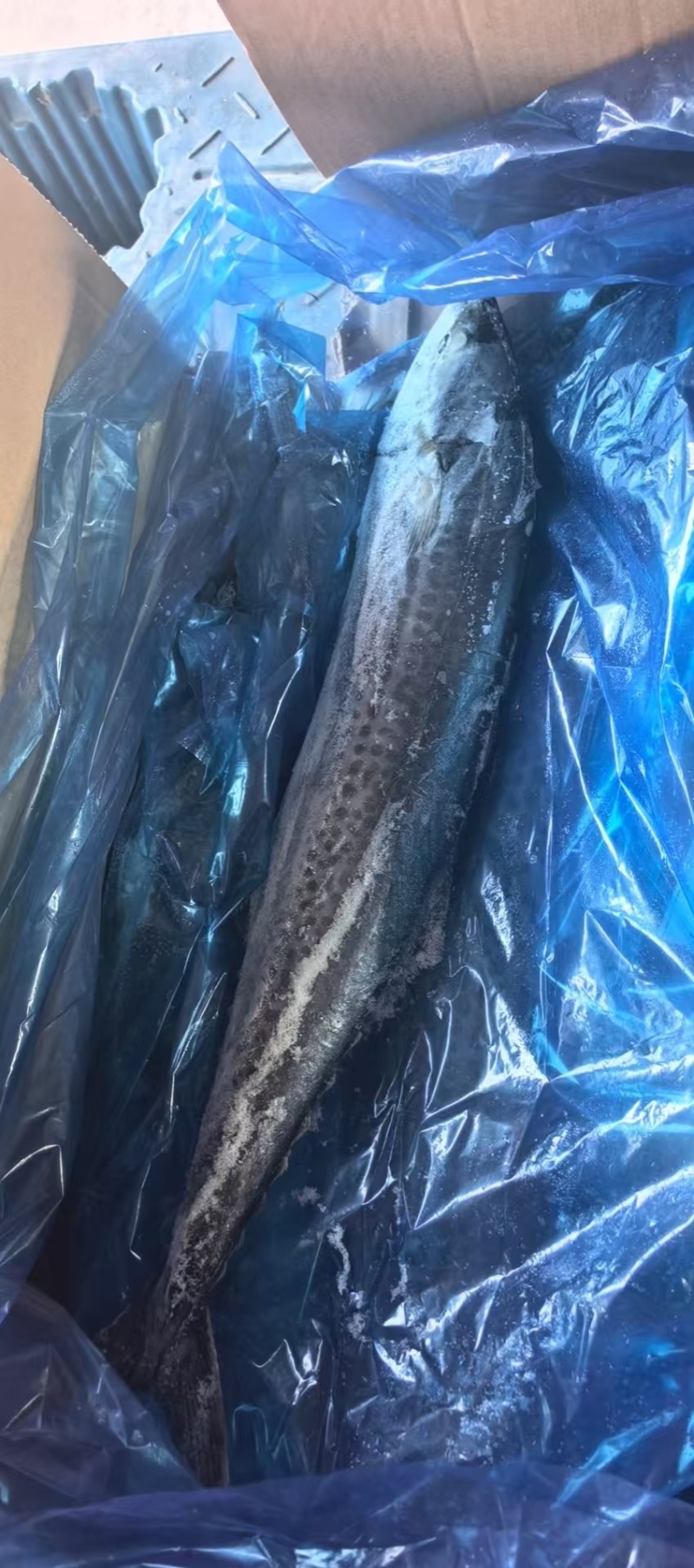 大号马鲛鱼鲅鱼2斤+/条