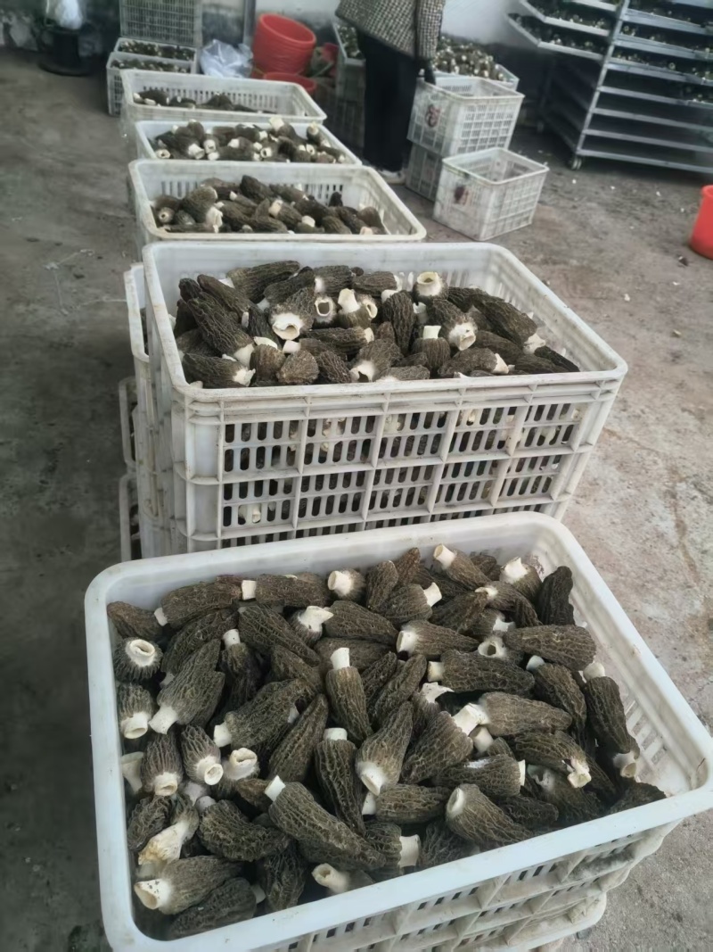 新鲜羊肚菌