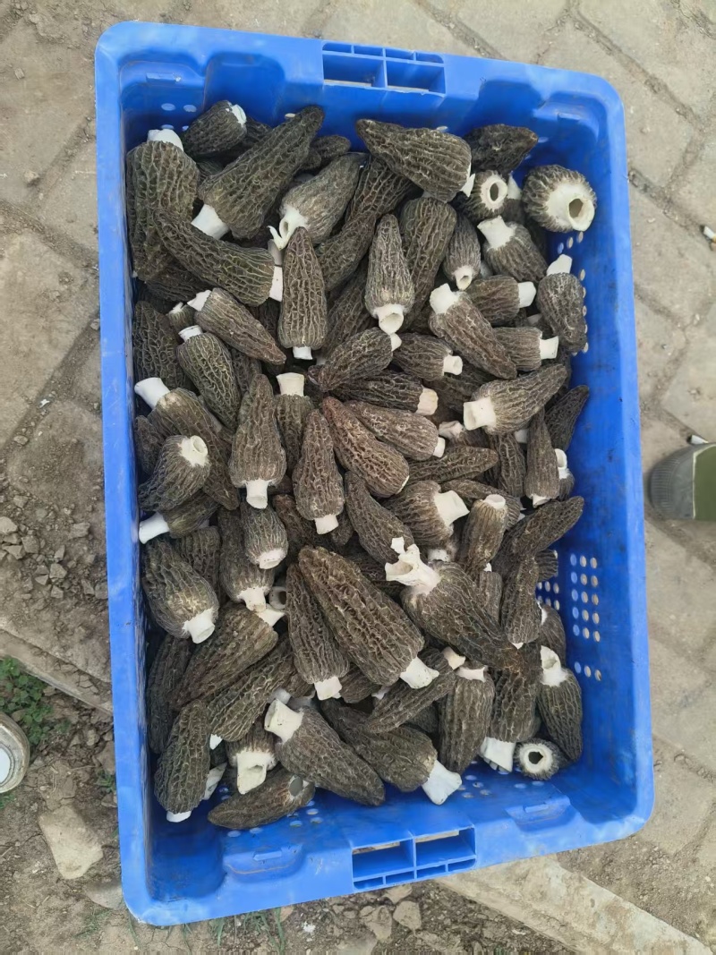 新鲜羊肚菌