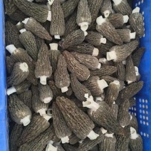 新鲜羊肚菌