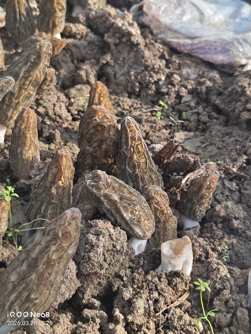 头茬羊肚菌