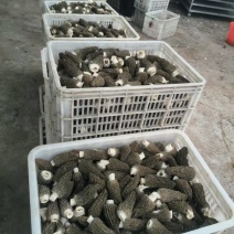 头茬羊肚菌