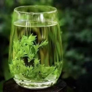 余庆小叶苦丁茶上新