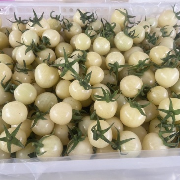 白色果中贵族，纯白更彰显特色，糖度10+，耐存储。