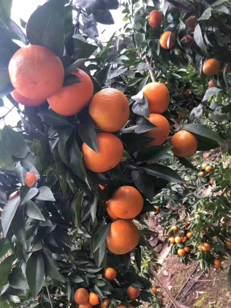 重庆沃柑