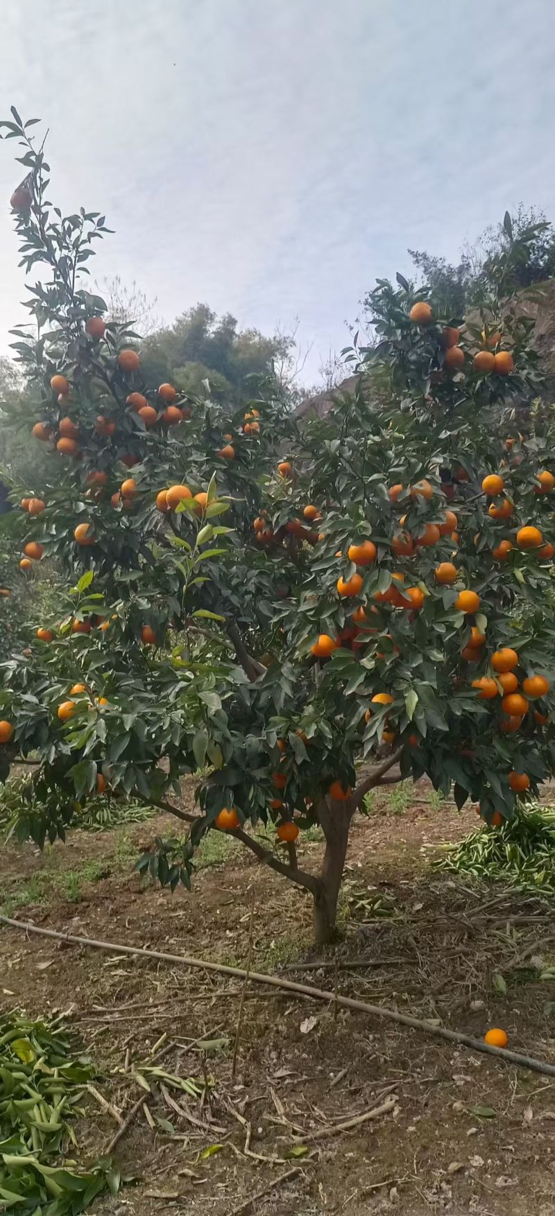 重庆沃柑