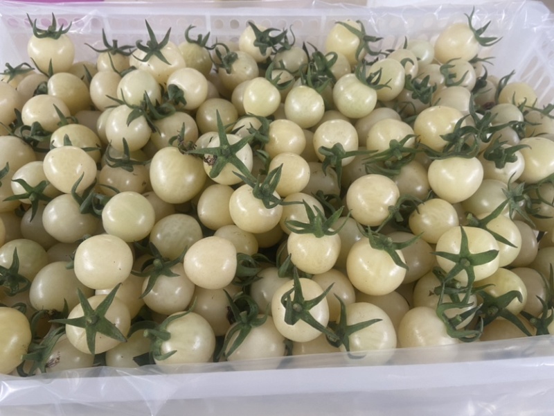 白色果中贵族，纯白更彰显特色，糖度10+，耐存储。