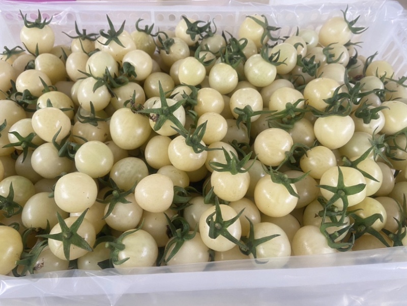 白色果中贵族，纯白更彰显特色，糖度10+，耐存储。
