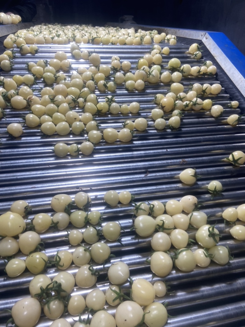 白色果中贵族，纯白更彰显特色，糖度10+，耐存储。