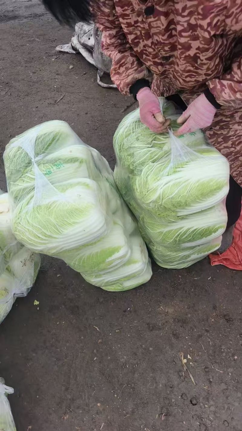 黄心白菜【山东白带】支持视频看货，可发往全国市场！