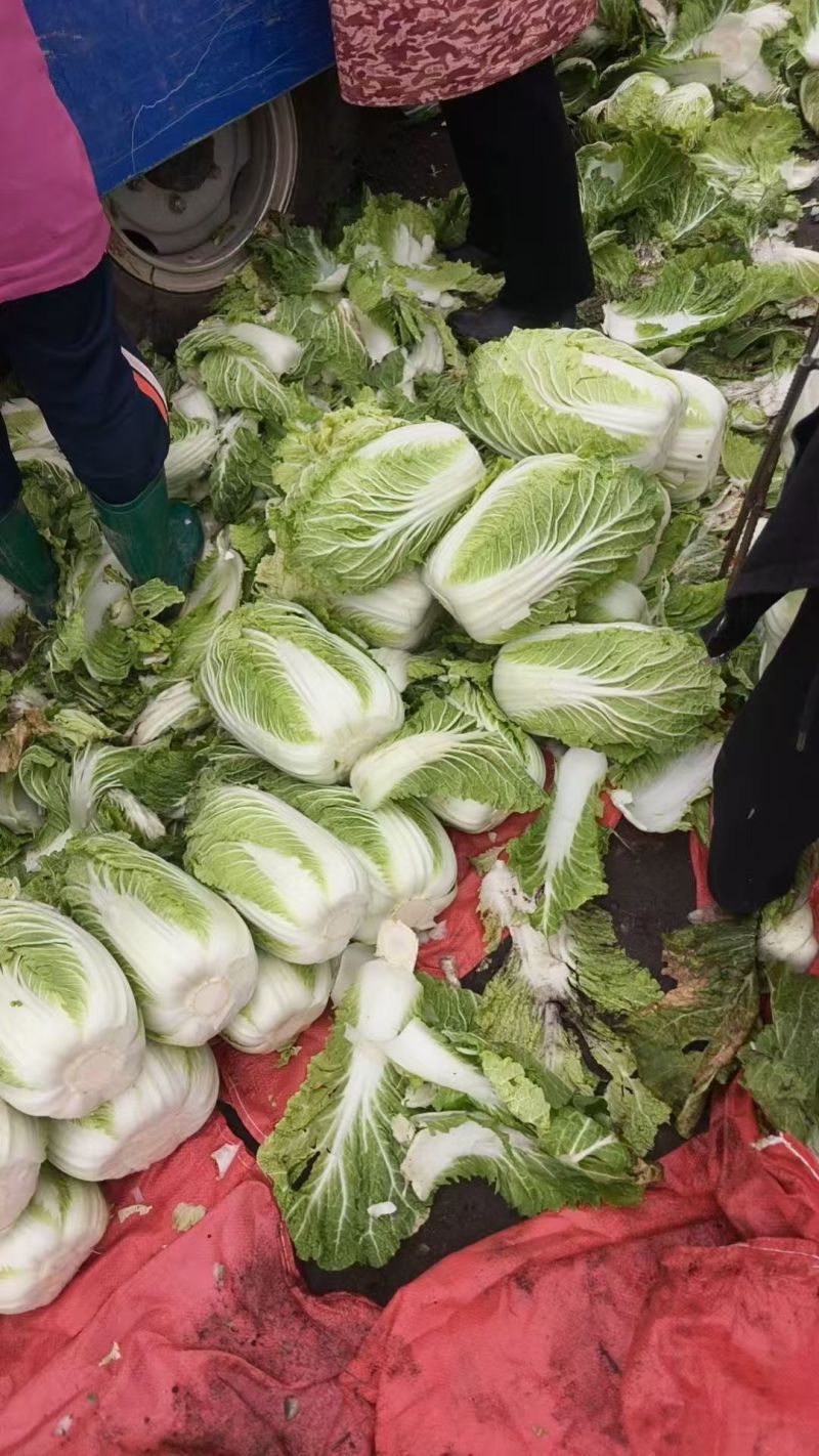 黄心白菜【山东白带】支持视频看货，可发往全国市场！