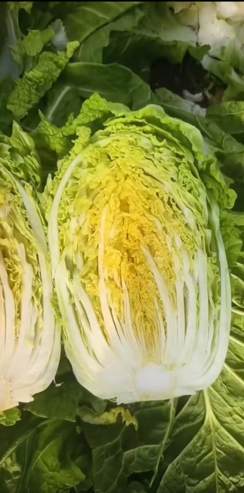 黄心白菜【山东白带】支持视频看货，可发往全国市场！