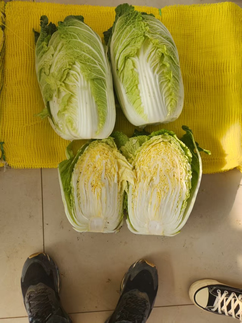 黄心白菜【山东白带】支持视频看货，可发往全国市场！