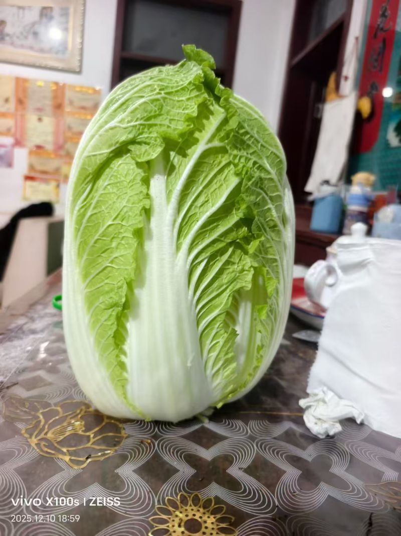 黄心白菜【山东白带】支持视频看货，可发往全国市场！