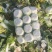 黄心白菜【山东白带】支持视频看货，可发往全国市场！