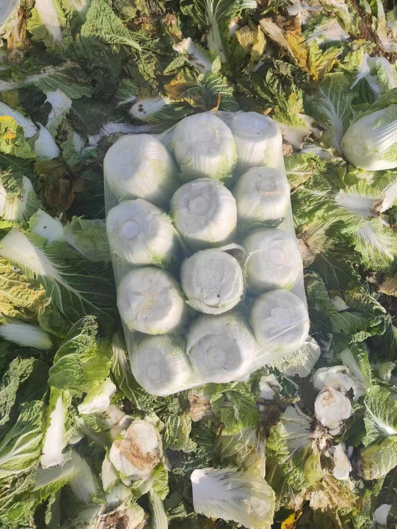 黄心白菜【山东白带】支持视频看货，可发往全国市场！