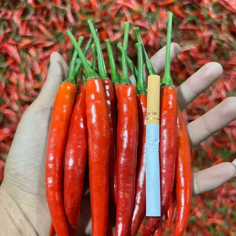 精品小米辣，通货，电商