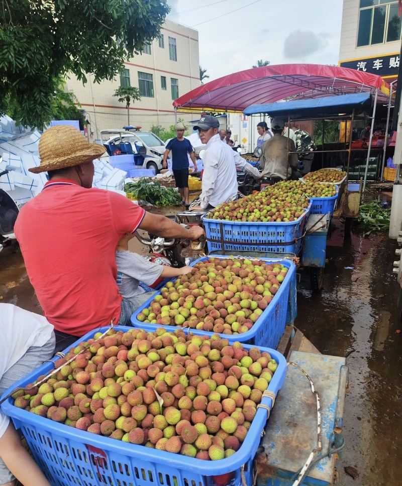 广西妃子笑荔枝产地代办货源足对接工厂电商市场