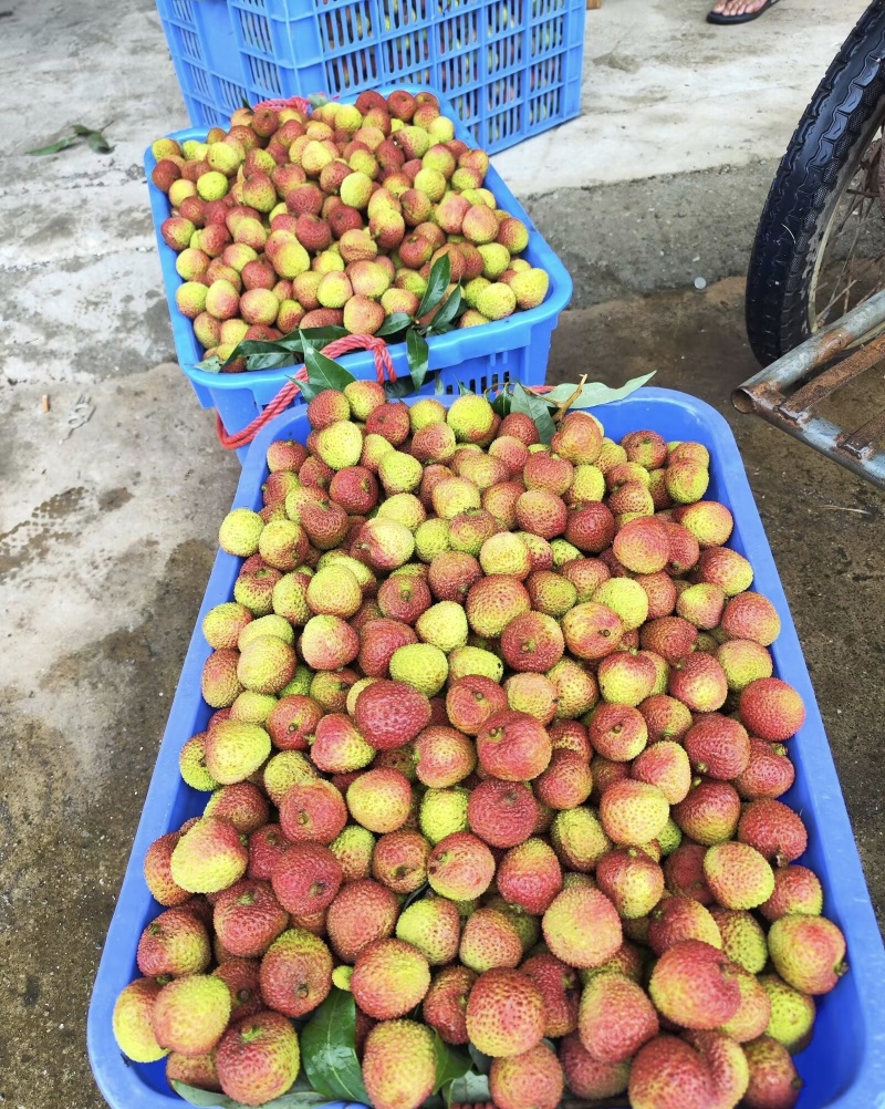 广西妃子笑荔枝产地代办货源足对接工厂电商市场