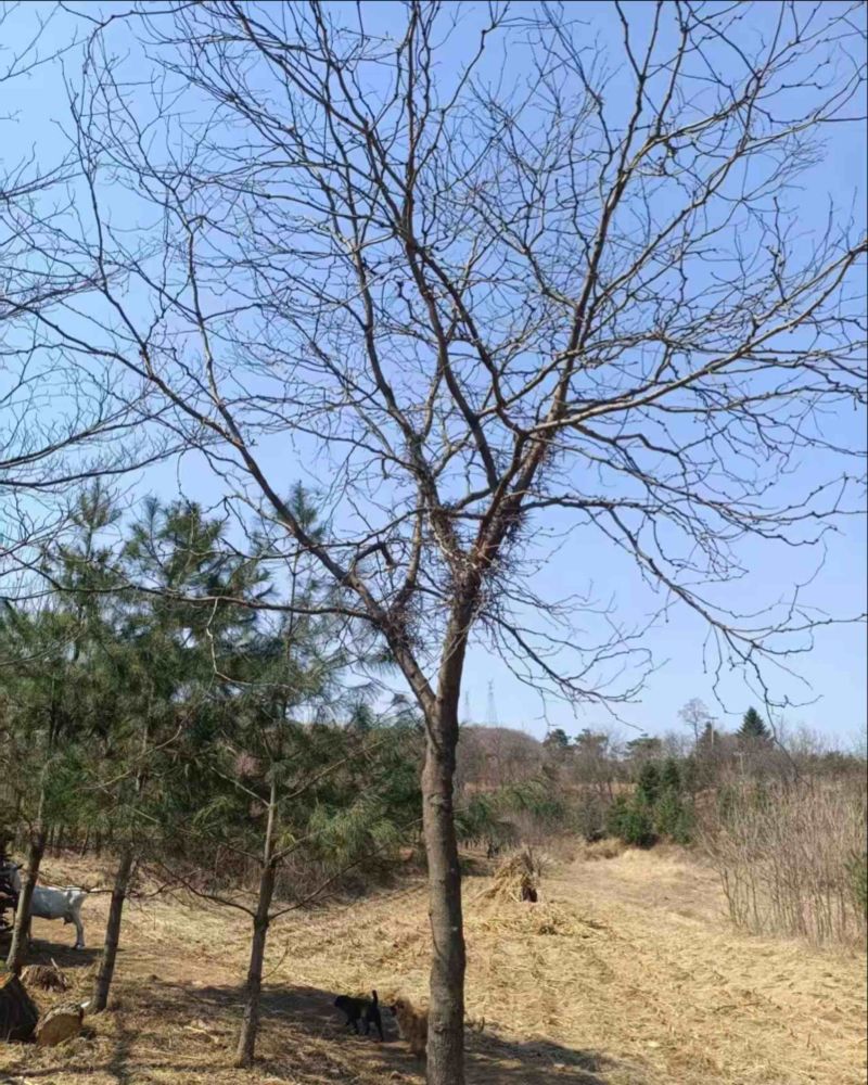 皂角树