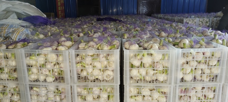 扒皮蒜净蒜大量供应市场商超电商平台欢迎全国客商