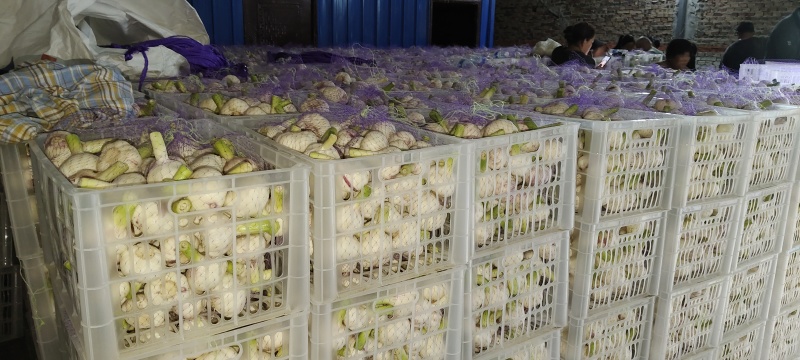 扒皮蒜净蒜大量供应市场商超电商平台欢迎全国客商