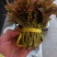 香椿芽大量上市了