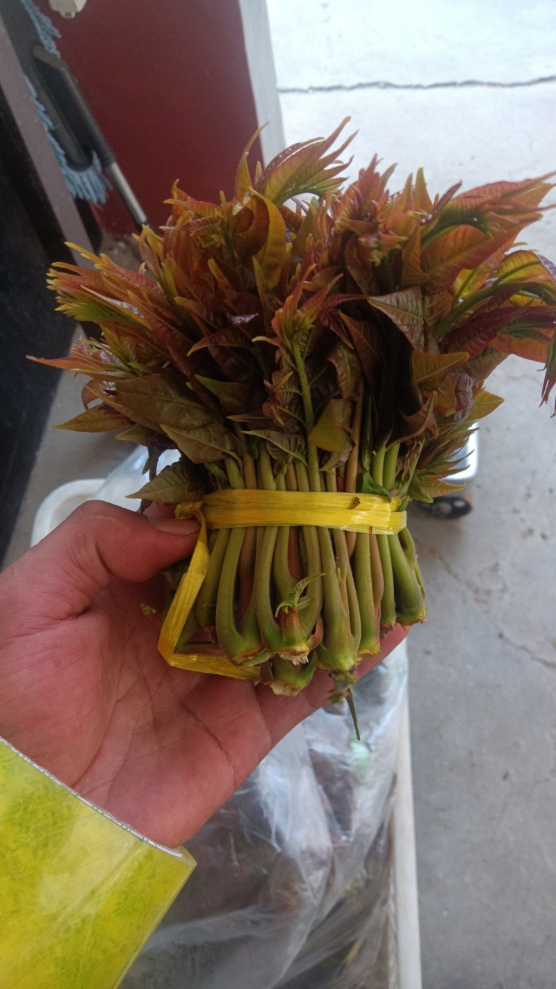 香椿芽大量上市了