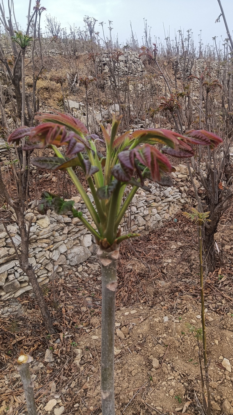香椿芽大量上市了