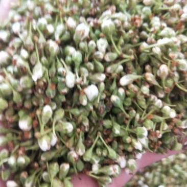 苦李花