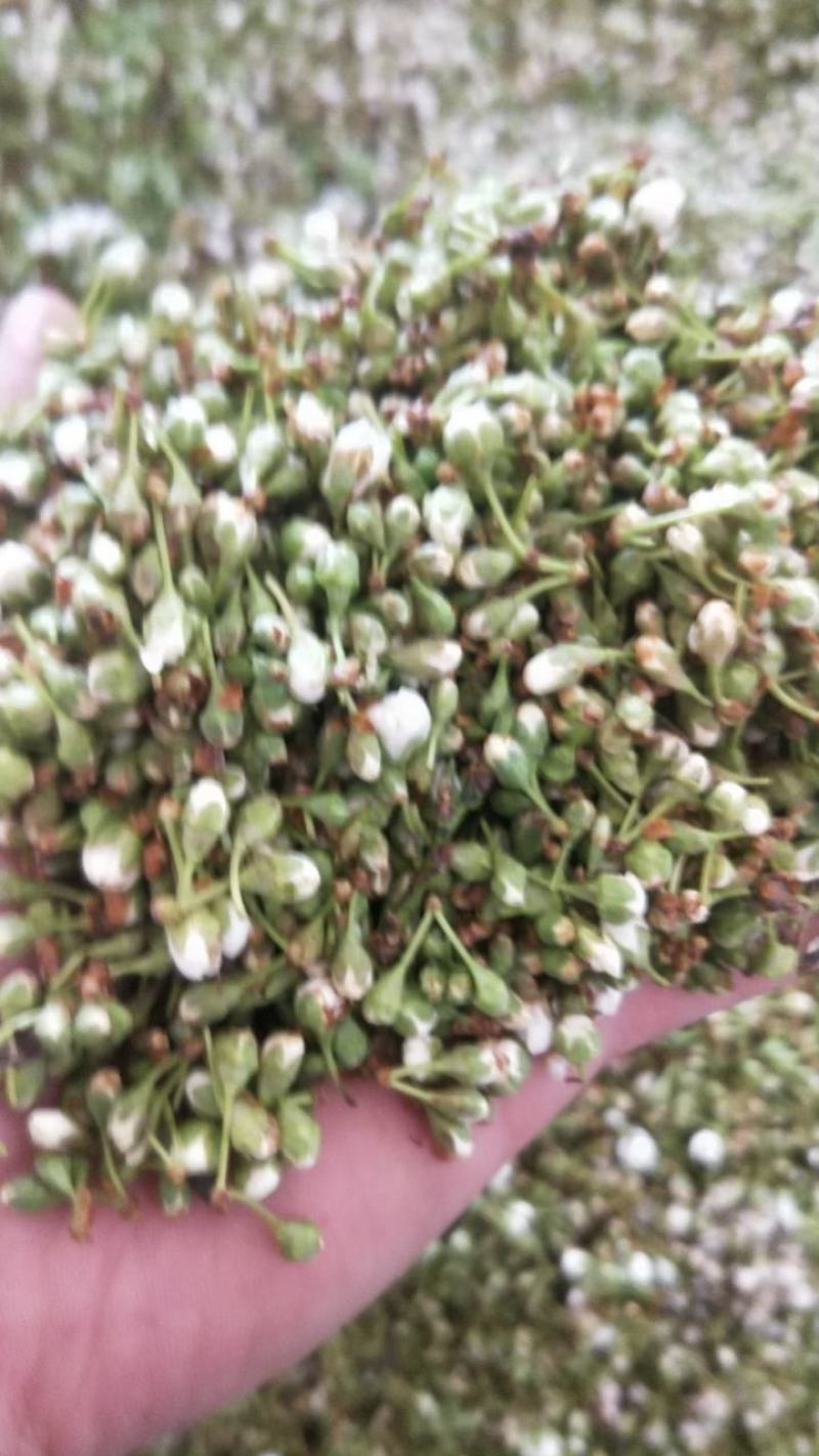 苦李花